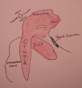 Clitoris drawn from side at rest. Image from http://blog.museumofsex.com/the-internal-clitoris/