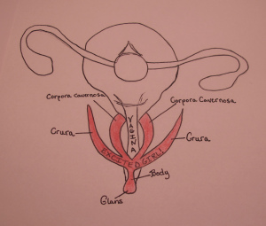 Clitoris drawn from top. Image from http://blog.museumofsex.com/the-internal-clitoris/