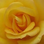 Yellow rose representing sensuality and pleasure